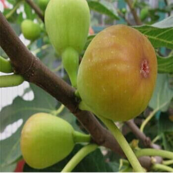 欧悟 无花果树苗 嫁接无花果苗 南方北方地栽盆栽果树苗庭院阳台种植 布兰瑞克 四年苗（当年结果）