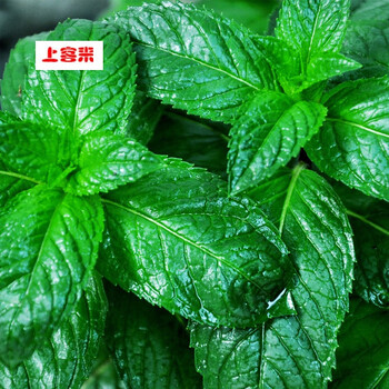 薄荷种子四季驱蚊食用种子阳台室内盆栽播花草种籽驱蚊 美国薄荷一斤