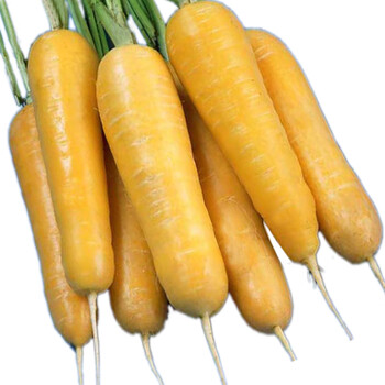 纳格兰黄胡萝卜种子老品种七寸参胡萝卜种子 高产春秋播种蔬菜种子 齐