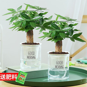 绿植花卉发财树盆栽室内客厅桌面绿植小盆景大发财树苗招财树吸甲醛植物 2盆单杆发财树（早安盆）+2肥
