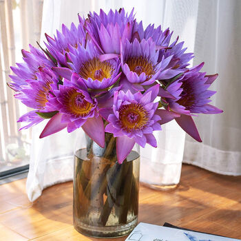 基地速递紫色睡莲鲜花批发办公室供佛水培插花客厅水养鲜切花 紫色20