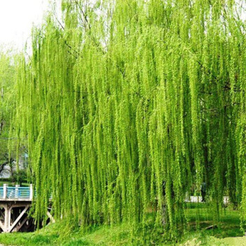 柳树图片大全大图(柳树图片大全大图春天高清 嫩芽画简笔)