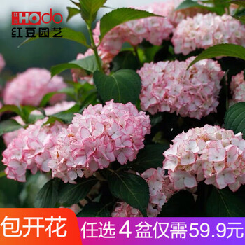 红豆园艺绣球花苗 盆栽当年开花花期长无尽夏妖精之吻花手鞠纱织小姐魔幻革命阳台室内庭院耐寒耐热开花植物塞布丽娜 已修剪 明年开花分支更多 图片价格品牌报价 京东