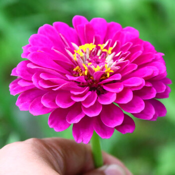 春沭百日草种子百日菊种子花卉种子白日草种子庭院种植种子用于花坛花境花海造景或盆栽观赏百日草种子 粉色 250克 半斤 图片价格品牌报价 京东