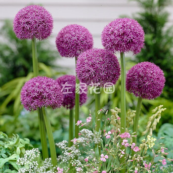 大花葱种球左家花园现货自然球进口种球多年生球根花卉植物易养大使1球18 cm 图片价格品牌报价 京东 大花葱种球左家花园现货自然球进口种球多年生球根花卉植物易养大使1球18 cm 图片价格品牌报价 京东