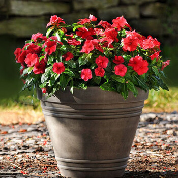 长春花种子花籽四季播种开花室内庭院盆栽花卉种子日日春花种籽子长春花 玫红色500粒 2肥 图片价格品牌报价 京东