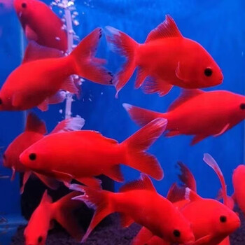 贝冠奇 冷水观赏鱼红鹦鹉血鹦鹉葡萄眼黑眼金鱼冷水鹦鹉鱼活体活鱼 冷水鹦鹉3条 9-11cm