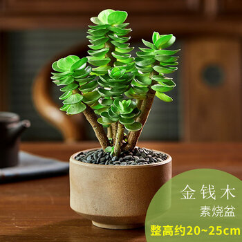 植物多肉植物新款含盆带土老桩盆栽植物室内绿植小盆栽盆景素烧盆 金钱木 带盆栽好 图片价格品牌报价 京东