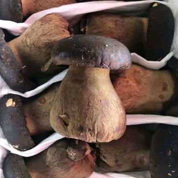 fghch云南特产黑牛肝菌新鲜菌菇类菌西双版纳现摘菌子现采精品大菇