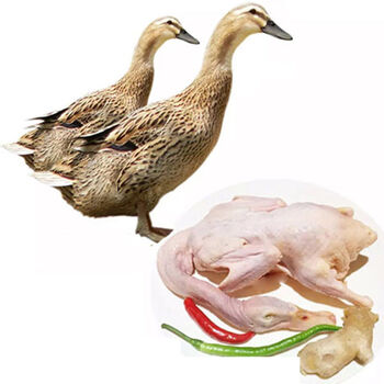 棠鲜生生鲜土鸭老鸭子农家土鸭子新鲜活杀老鸭子 2只装农家鸭子