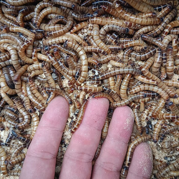 大麦虫福建寄鲜活大号虫子包活到货天热加冰发货大麦虫200条面包虫200