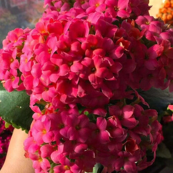 长寿花带花苞盆栽重瓣花大花苗新品种凤尾宫灯长寿花 24号约克【三棵