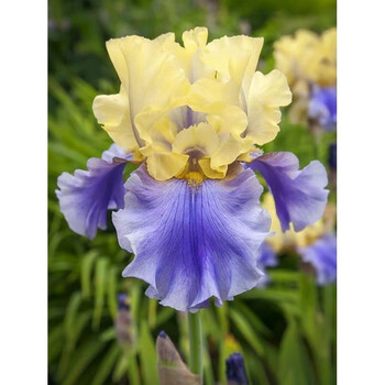 秋颖荷兰进口德国鸢尾裸根包对版庭院花园植物质单球 伊迪斯edith