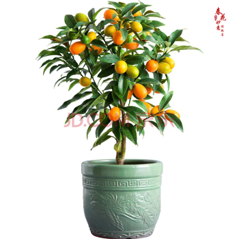 春花妙意|苗木价格比较|历史价格查询,挑选漂亮的绿色植物!