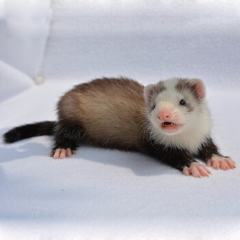 雪貂小龙貂活体貂幼体幼崽宠物貂活物宿舍懒人雪貂活体 火焰色小龙貂