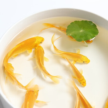 钱隆宠(qlpets)黄金锦鲤鱼龙凤金鱼黑色风水鱼淡水鱼冷水鱼活体观赏鱼