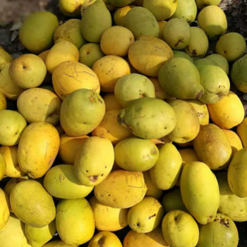 木瓜宣青木瓜铁梨酸木瓜天香加香 现采木瓜2盒装【限购一件】 闻香清