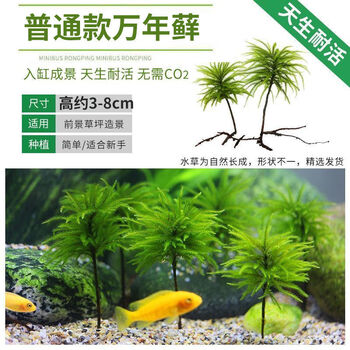 水草鱼缸鱼草万年藓水草活体耐活耐低温苔藓鱼缸水族箱生态瓶造景新鲜发货 万年藓3颗 图片价格品牌报价 京东