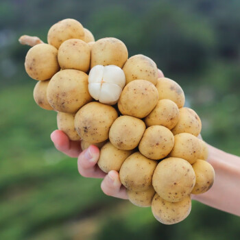 璋玖牯泰国龙宫果 (顺丰直达)进口高档猎奇稀有水果龙贡果兰桑内 2斤