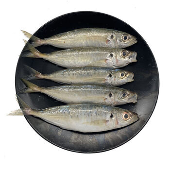 北海海捕巴浪鱼鲜活冷冻鲅鱼海鲜一袋4条去鳞去腮去内脏5袋2000g