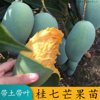 红贵妃芒果苗桂七青皮芒台农一号四季蜜芒金煌芒果苗澳芒芒果苗 带泥