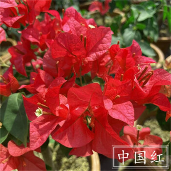 重瓣三角梅盆栽带花庭院爬藤老桩树苗 3颗中国红【枝干粗1-2cm】