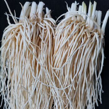 媚调 苤菜根 云南新鲜撇菜根 皮菜根 大韭菜根 脚须子根 可种植腌制