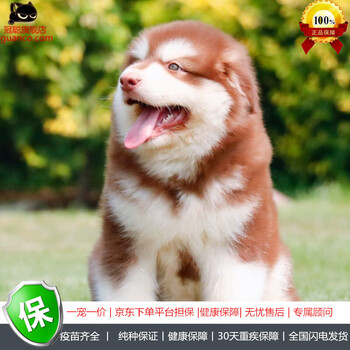 冠聪 纯种巨型阿拉斯加幼犬活体 黑白烟灰色阿拉桃脸大骨架阿拉 超大型宠物狗狗十字脸长毛阿拉斯加活体狗宠物级公 图片价格品牌报价 京东 冠聪 纯种巨型阿拉斯加幼犬活体 黑白烟灰色阿拉桃脸大骨架阿拉 超大型宠物狗狗十字脸长毛阿拉斯加活体狗宠物级公 图片价格品牌报价 京东