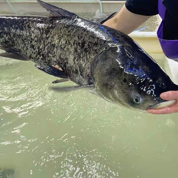 九河灌海旗舰店 正宗千岛湖活鱼 整条胖头鱼乌鲢鱼鳙鱼 生鲜鱼类 4-35