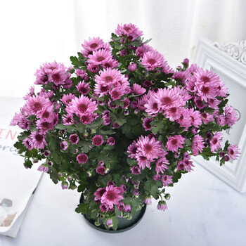 菊花盆栽带花四季开花室内阳台雏菊千头菊荷兰菊好养绿植花卉 草莓心