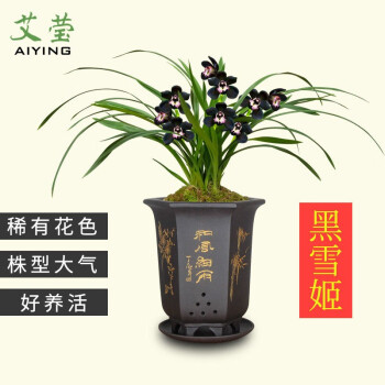 找到适合你的花卉,提供价格历史和销量趋势分析!