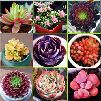 植物因为色调五彩缤纷,可以培养大盆景,是朋友们都很喜欢的一个种类