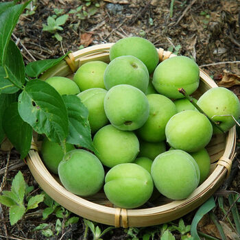 深山青梅鲜果新鲜泡酒水果梅子酵素梅青梅果现摘15斤装当天现摘青梅