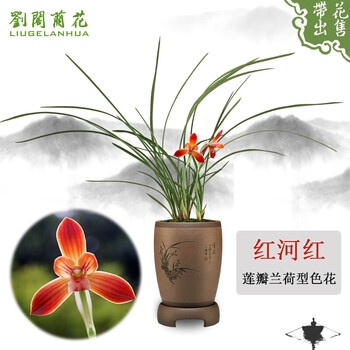 刘阁兰花苗莲瓣兰荷型色花铭品红河红冬带花苞出售兰草室内绿植花卉盆栽2苗连体 图片价格品牌报价 京东 刘阁兰花苗莲瓣兰荷型色花铭品红河红冬带花苞出售兰草室内绿植花卉盆栽2苗连体 图片价格品牌报价 京东