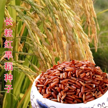 正宗稳产旱稻种子香糯旱稻种籽珍珠糯米水稻种子大穗大粒稻谷种子红