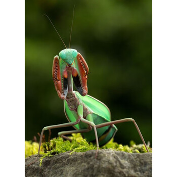 【预售】澳宽螳螂活体,澳洲斧螳宽腹,凶猛,大型,另有绿巨马盾圆盾兰花