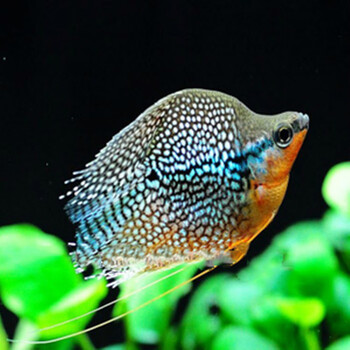 鱼曼龙鱼热带鱼观赏鱼小型鱼丽丽鱼活体淡水vakada 珍珠马甲球5条2cm