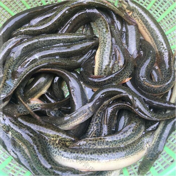 皇金蜜1500g 淡水泥鳅鲜活新鲜活体现杀野生青鳅黄鳅食用生鲜团建过年