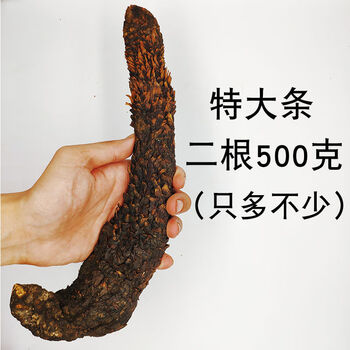 药材锁阳内蒙古软大芸男性滋补品非新疆野生 【特大条】(2根)500克