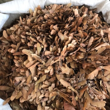 药食滋补 蝴蝶草 肺形草,山蝴蝶 500克/件中草药蝴蝶草 500g