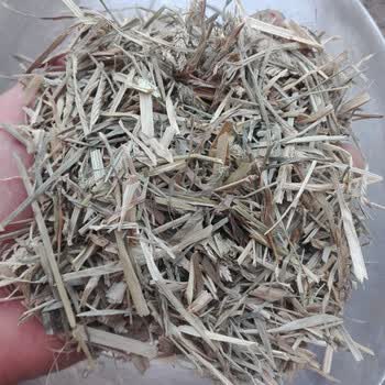 凯史甘斯 中药材  牛筋草  牛筋草干  新货青色牛筋草 1000克【牛筋草