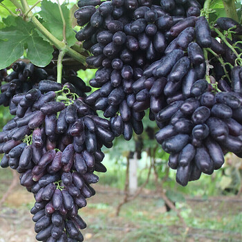 新鲜水果 金手指 新鲜无籽美人指黑美人提子水果当季3斤【图片 价格 