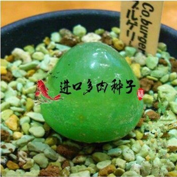 进口多肉种子花草种子灯泡种子玉露种子进口灯泡种子多肉植物种子绿宝石10粒 图片价格品牌报价 京东