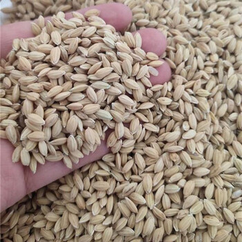 细辛水稻种子珍珠米种子旱稻香米种子圆粒香米种可留种可直播稻谷