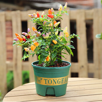 春花妙意七彩辣椒盆栽小辣椒五彩椒带果可食用新鲜植物好养活花阳台