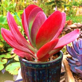 睿格达黑法师多肉植物法师多肉老桩多头超大法师多肉处理批发 火红唐