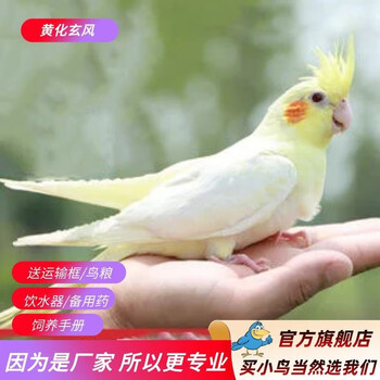 万宠汇 鸟活体虎皮鹦鹉笼养牡丹玄风活鸟会说话手养小太阳鹦鹉和尚鹦鹉 黄化玄风鹦鹉1只（公母备注）