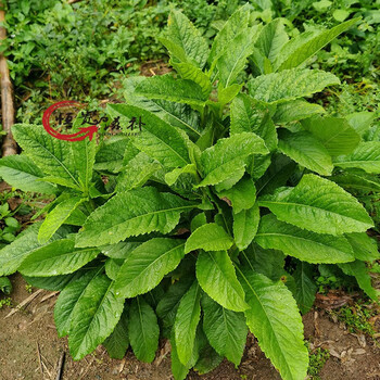 淳滋堂白花地胆草新鲜煲汤料苦地胆头地斩头整株500克中草药材 新鲜