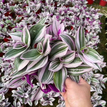 油画吊兰一盆(6~9株) 含盆