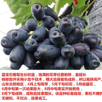 新品种马奶提子无核奶油葡萄白牛奶葡萄苗南方北方种植当年结果蓝宝石